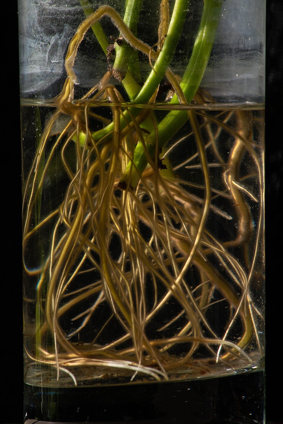 Scindapsus cuscuaria — photo