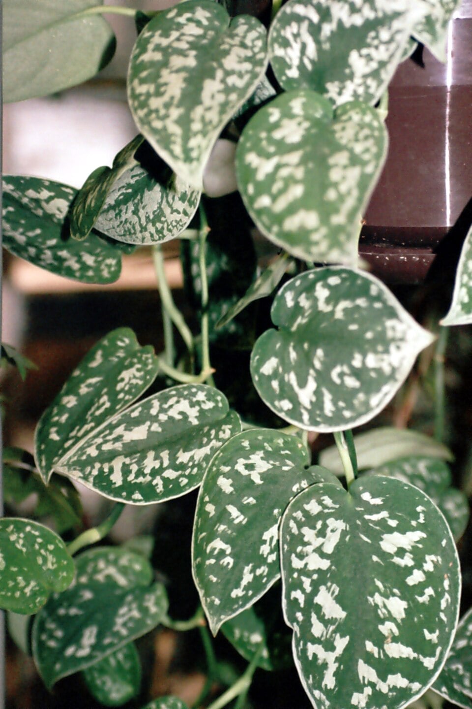 Scindapsus cuscuaria