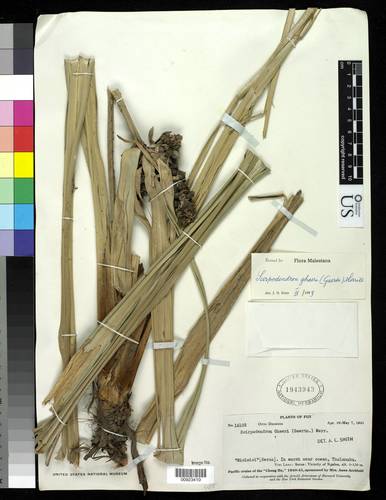Scirpodendron ghaeri — photo