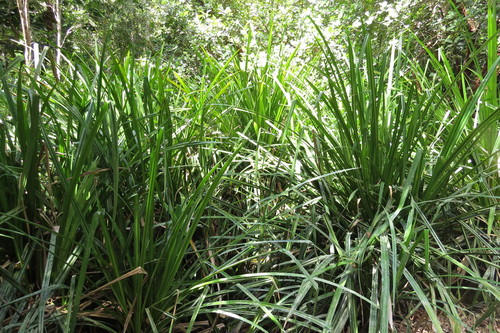 Scirpodendron ghaeri