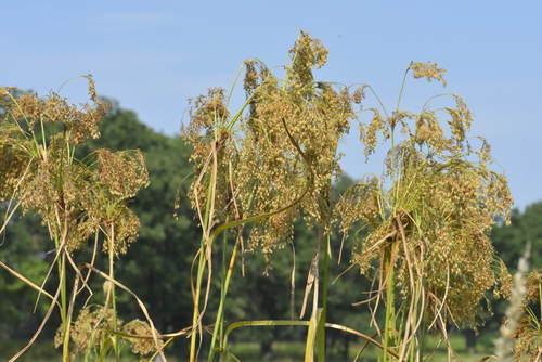 Scirpus cyperinus (Wool grass) — photo