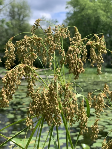 Scirpus cyperinus