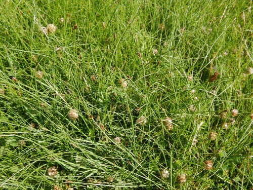Scirpus littoralis — photo