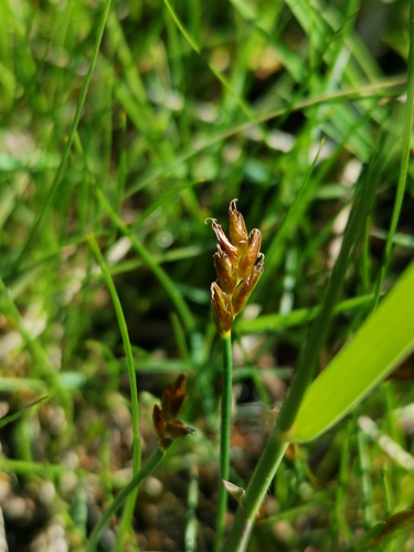 Scirpus littoralis — photo