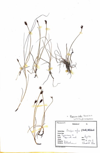 Scirpus littoralis
