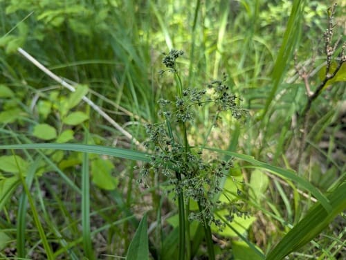 Scirpus microcarpus (Panicled bulrush) — photo
