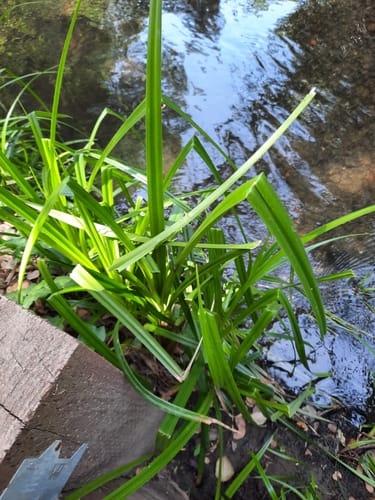 Scirpus microcarpus (Panicled bulrush) — photo