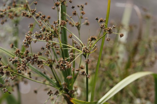 Scirpus microcarpus