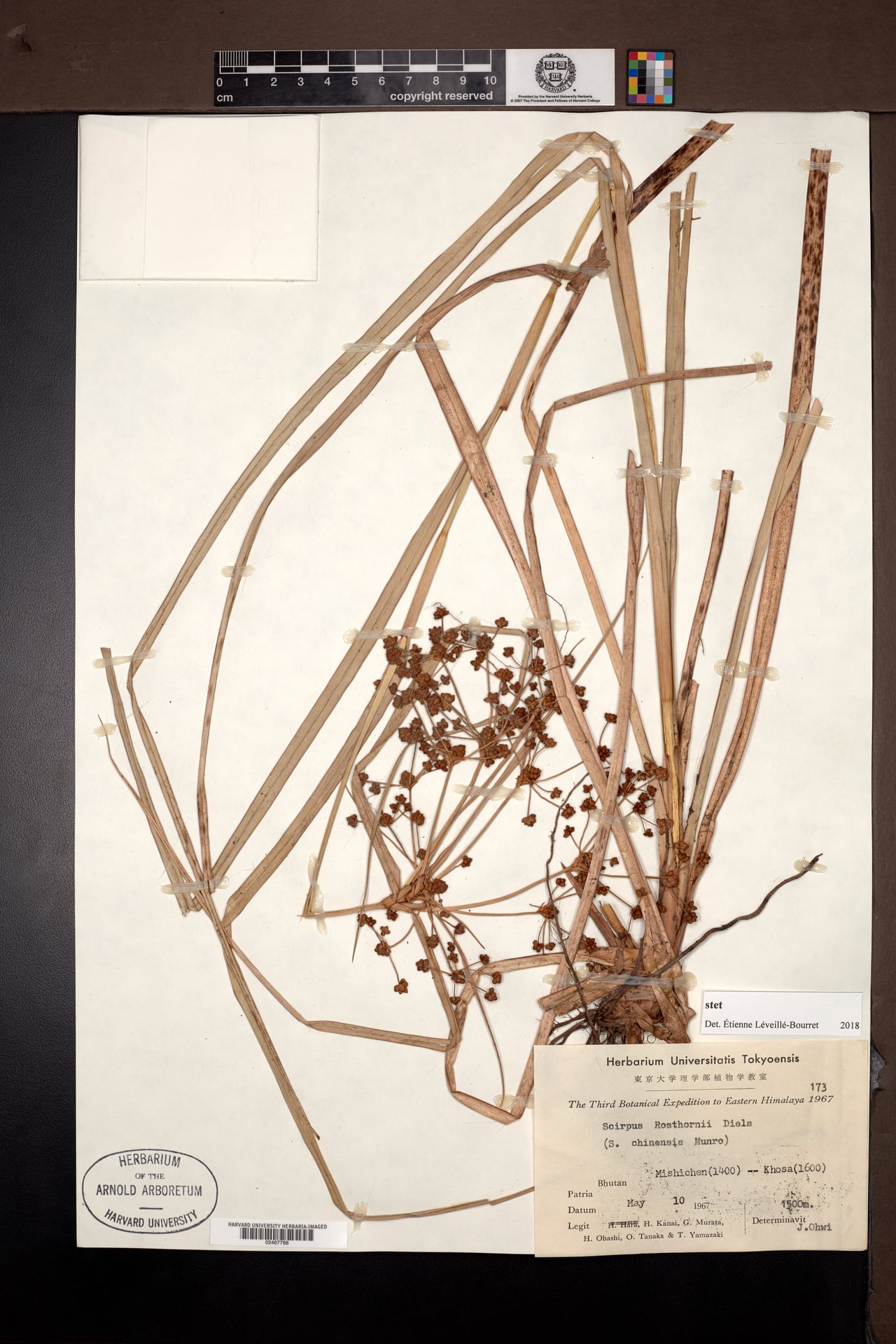 Scirpus rosthornii — photo