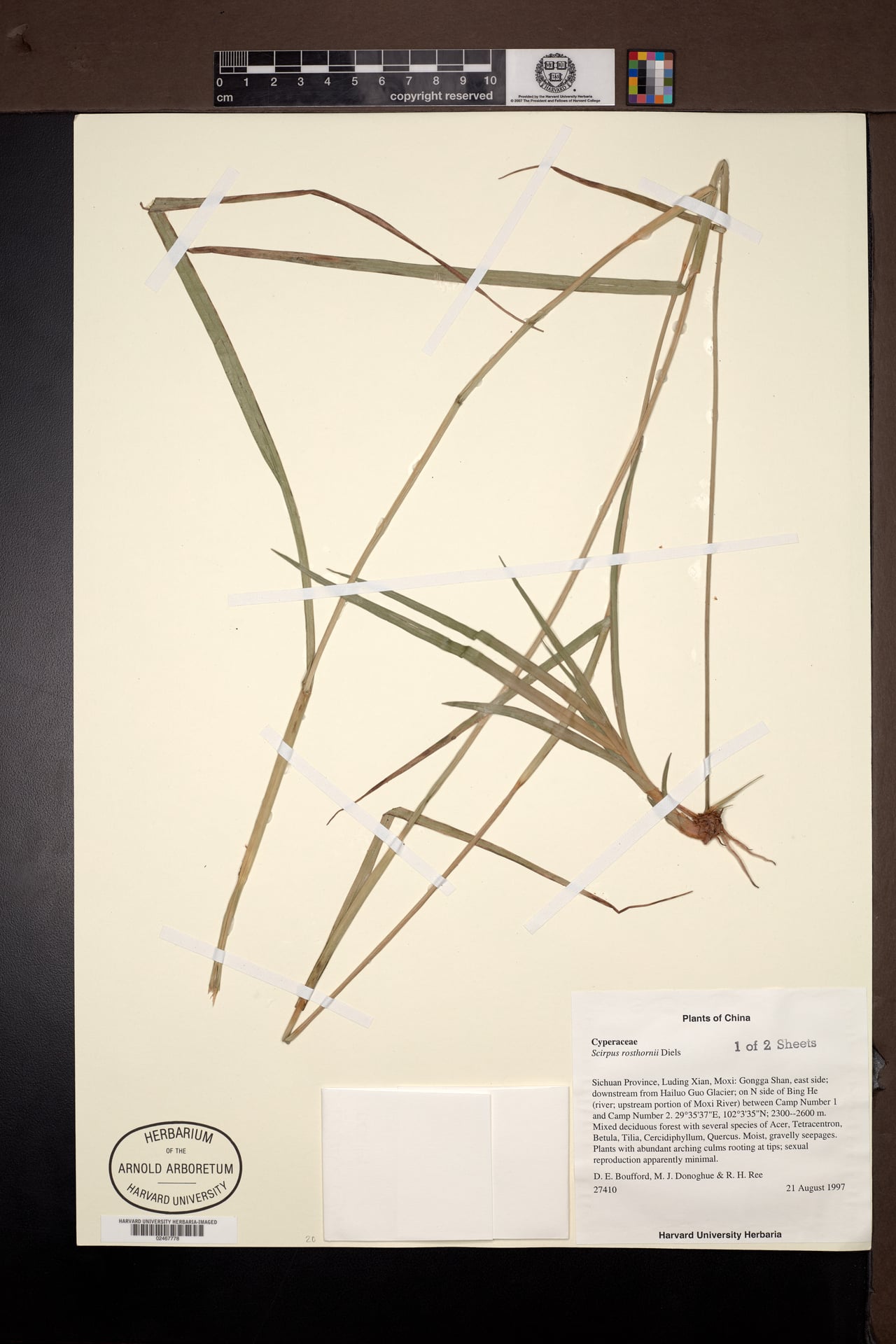 Scirpus rosthornii