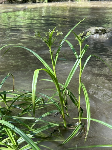 Scirpus sylvaticus (Wood club rush) — photo