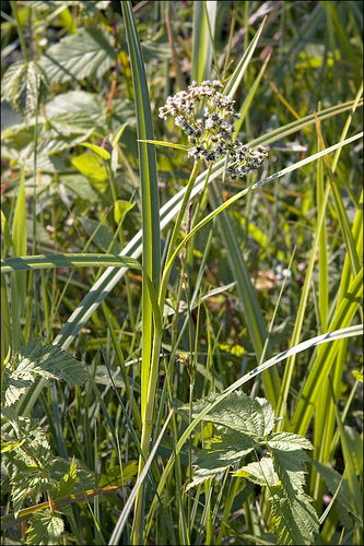 Scirpus sylvaticus (Wood club rush) — photo