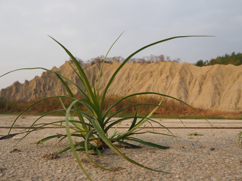 Scirpus ternatanus — photo