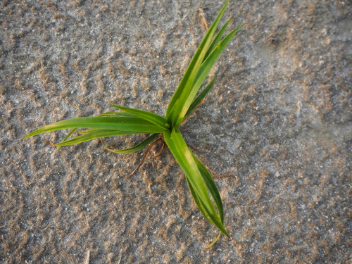 Scirpus ternatanus — photo