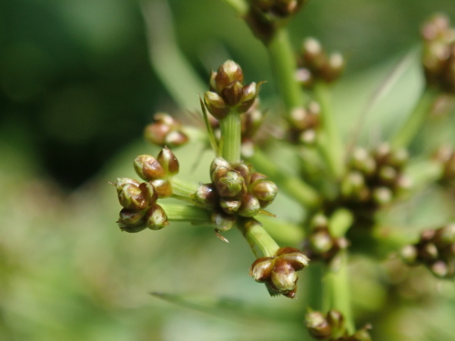 Scirpus ternatanus