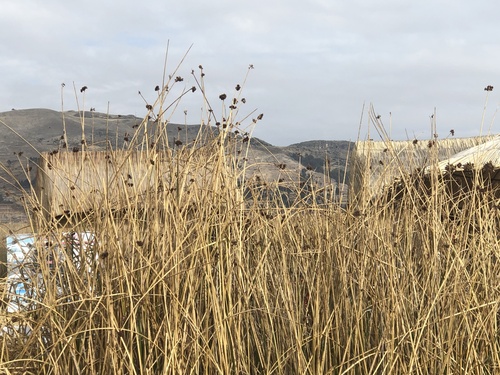 Scirpus validus subsp. creber (Glaucous Bulrush) — photo