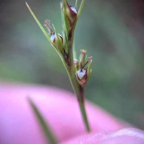 Scleria biflora (Eelat) — photo