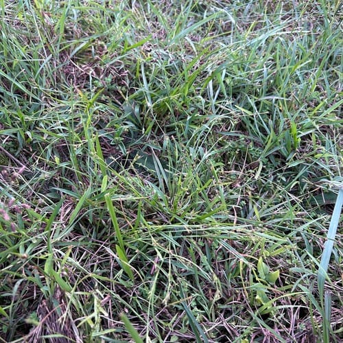 Scleria biflora (Eelat) — photo