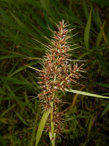 Scleria ciliaris