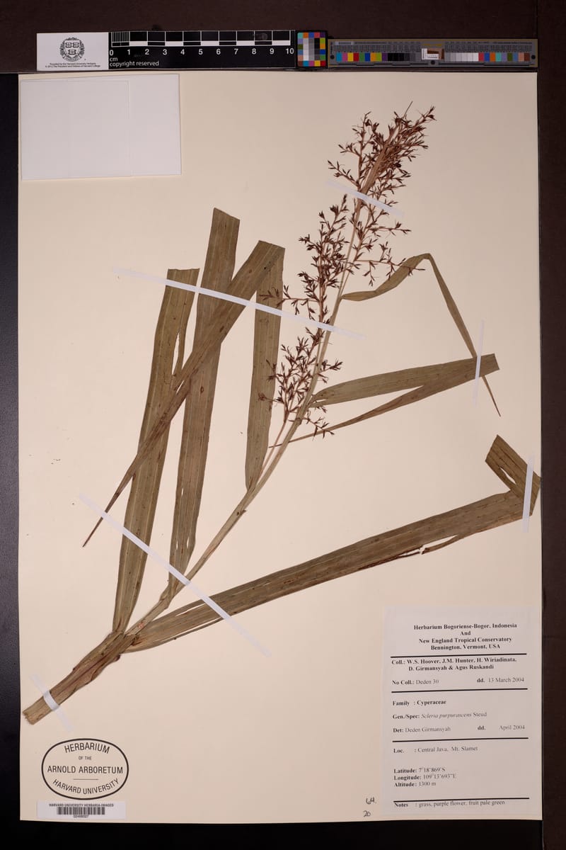 Scleria purpurascens — photo