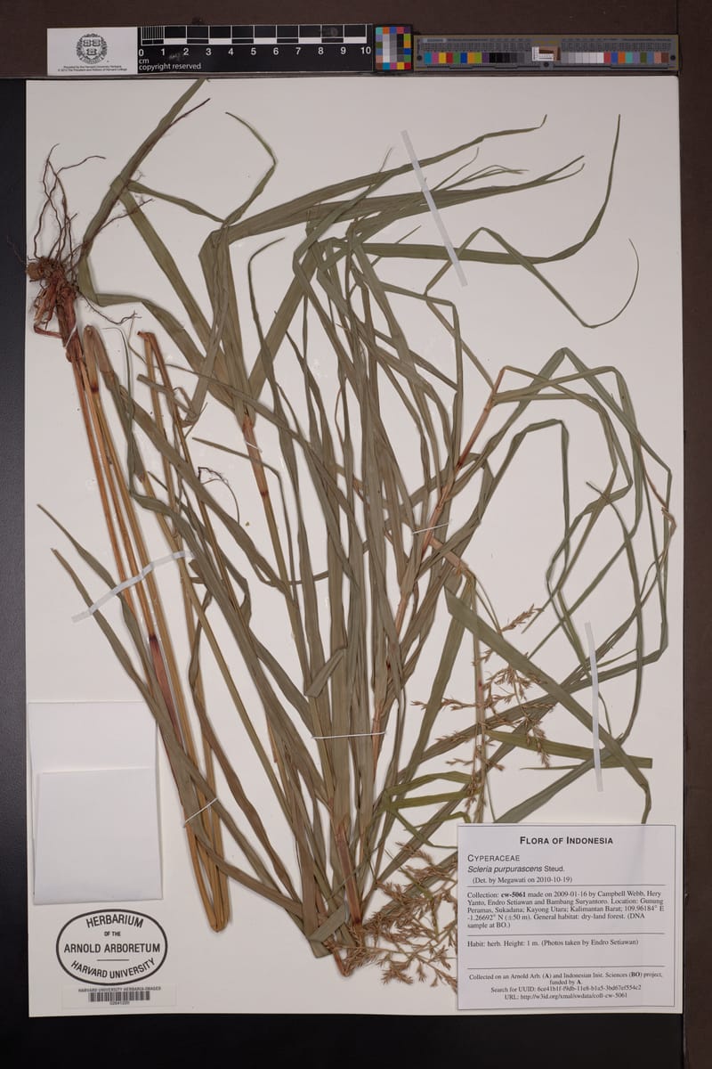 Scleria purpurascens — photo