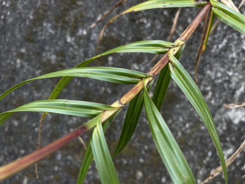 Scleria scrobiculata