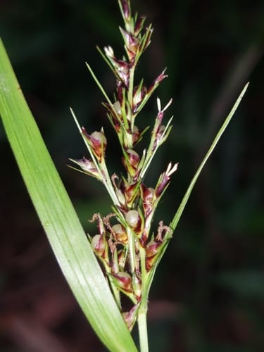 Scleria terrestris — photo