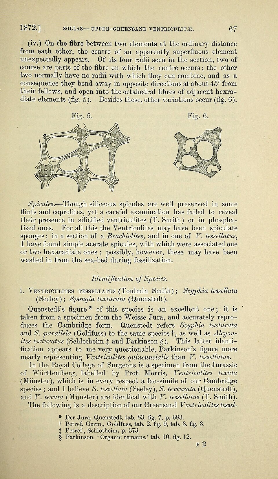 Scleria tessellata
