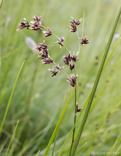 Scleria woodii