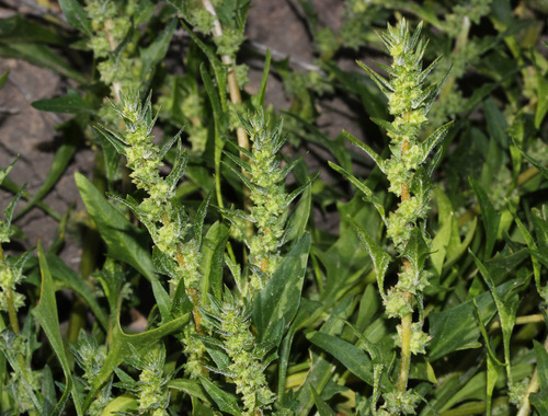 Scleroblitum atriplicinum