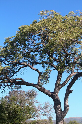 Sclerocarya birrea (Ethiopian marvola nut) — photo