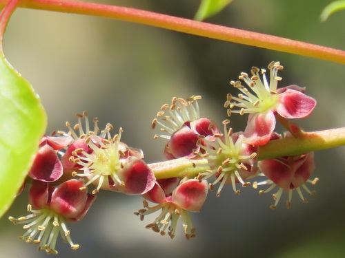 Sclerocarya birrea (Ethiopian marvola nut) — photo