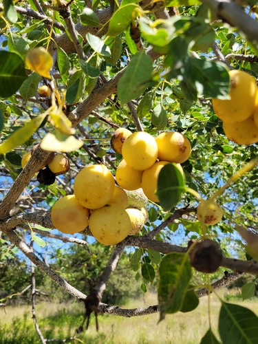 Sclerocarya birrea