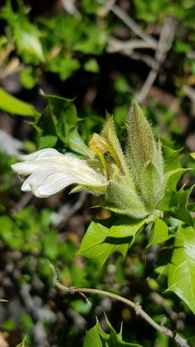 Sclerochiton ilicifolius (Spiny white lips) — photo