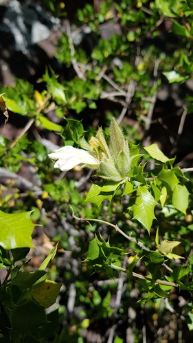 Sclerochiton ilicifolius
