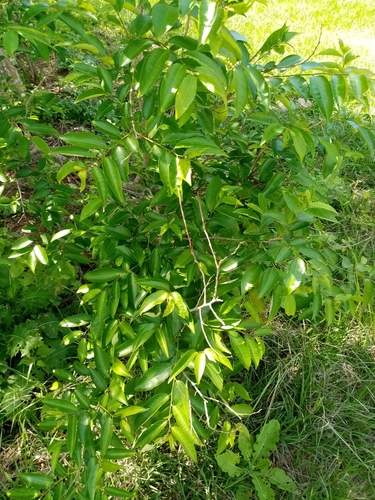 Sclerocroton integerrimus — photo