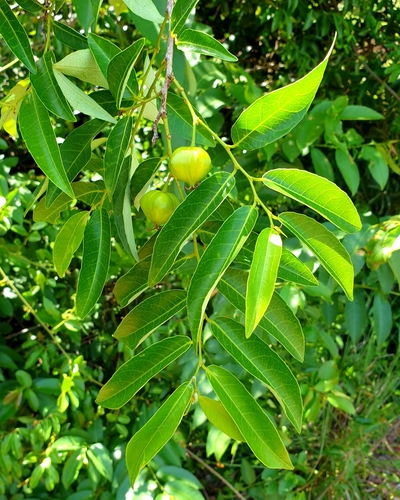 Sclerocroton integerrimus