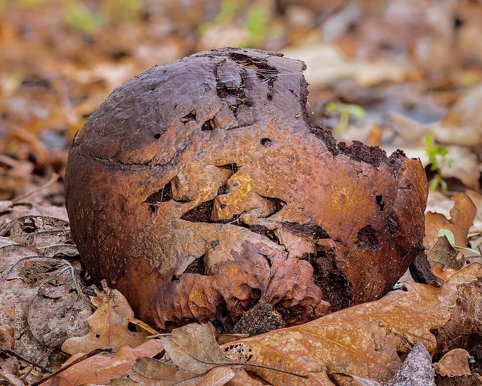 Scleroderma aurantium — photo