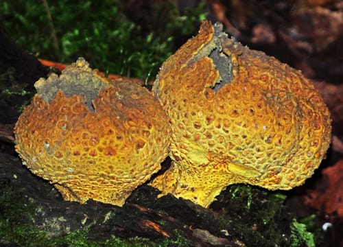 Scleroderma aurantium — photo
