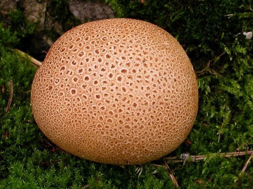 Scleroderma aurantium