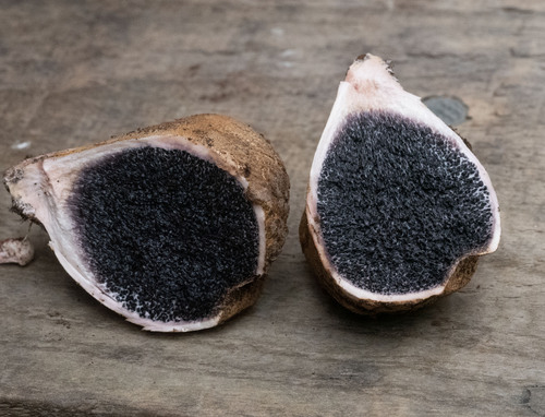 Scleroderma bovista — photo