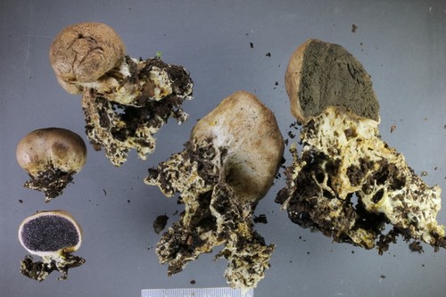 Scleroderma bovista — photo