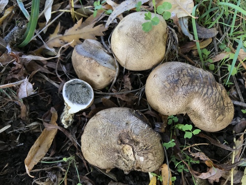 Scleroderma bovista
