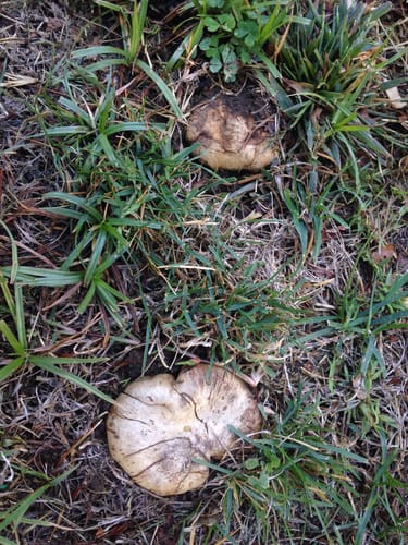 Scleroderma cepa — photo