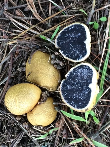 Scleroderma cepa