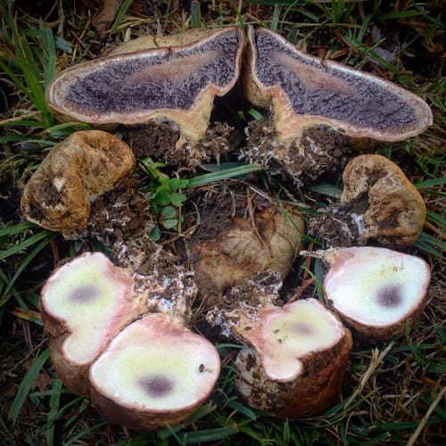 Scleroderma cepa — photo