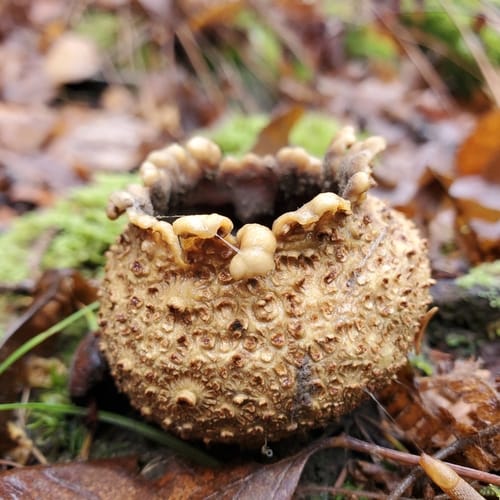 Scleroderma citrinum — photo