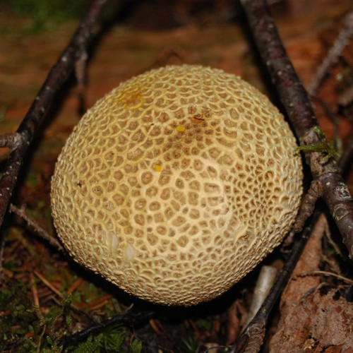 Scleroderma citrinum