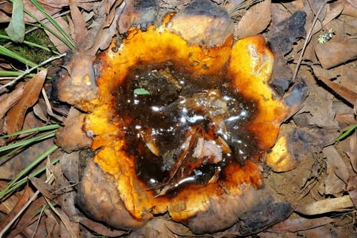 Scleroderma polyrhizum — photo