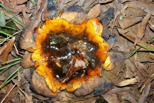 Scleroderma polyrhizum — photo
